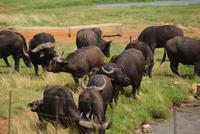 Büffel bei Alzu (2)