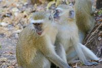 Grüne Meerkatzen (2)