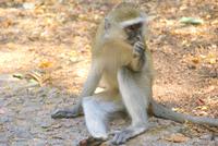 Grüne Meerkatzen (3)