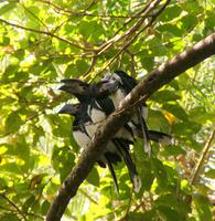 Hornbill