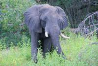 Bootsfahrt auf dem Zambezi (2)