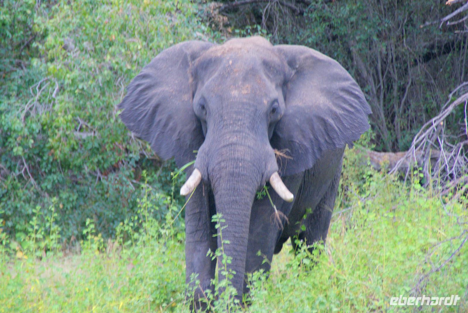 Bootsfahrt auf dem Zambezi (3)