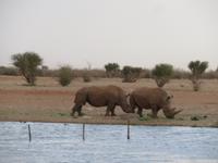 es sind sogar zwei ;-) Nashörner