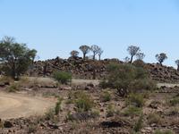 Köcherbäume am Spielplatz der Riesen
