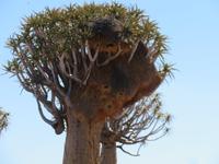Köcherbaum mit Webervogelnest