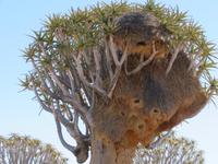 Köcherbaum mit Webervogelnest