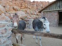 ... PS des Kalahari Ferrari's