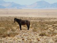Wildpferde 1 von 15 gesichteten