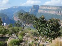 Blyde River Canyon - Tree Rondalves