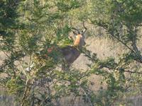 Krüger Nationalpark