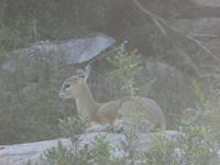 Krüger Nationalpark