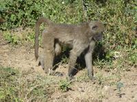 Krüger Nationalpark Pavian