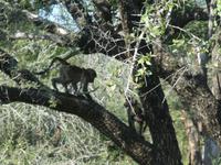 Krüger Nationalpark Pavian