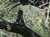 Krüger Nationalpark Pavian