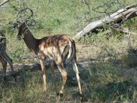 Krüger Nationalpark