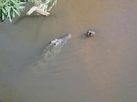 Krüger Nationalpark Krokodil