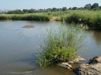 Krüger Nationalpark