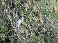 Krüger Nationalpark