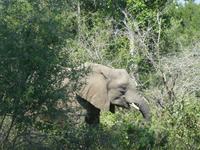 Krüger Nationalpark