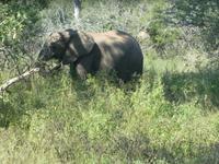 Krüger Nationalpark