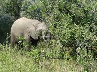 Krüger Nationalpark