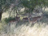 Krüger Nationalpark