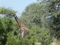 Krüger Nationalpark