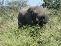 Krüger Nationalpark