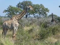 Krüger Nationalpark