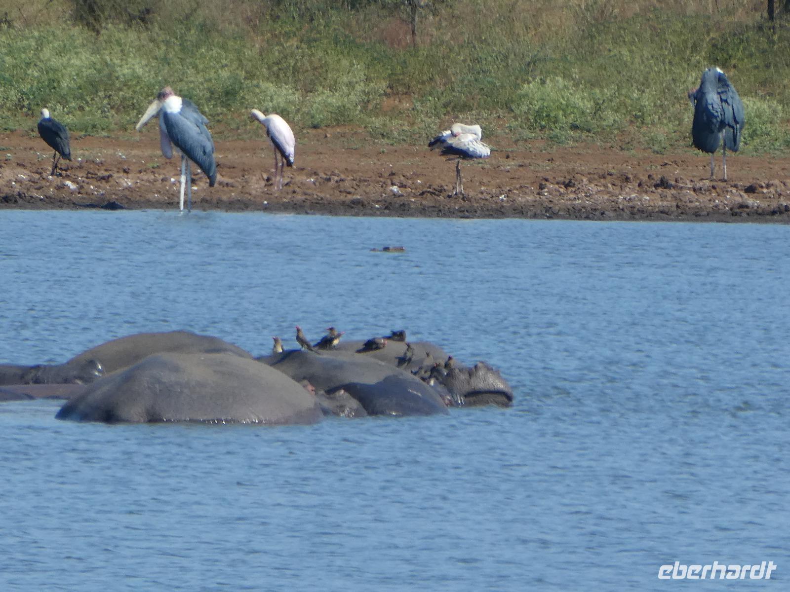 Krüger Nationalpark