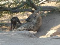 Krüger Nationalpark