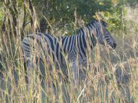Krüger Nationalpark