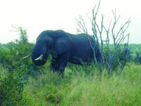 Krüger Nationalpark