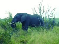 Krüger Nationalpark