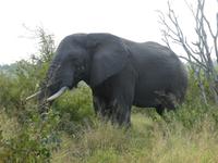 Krüger Nationalpark