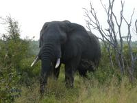 Krüger Nationalpark