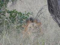 Krüger Nationalpark