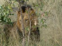 Krüger Nationalpark