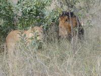 Krüger Nationalpark