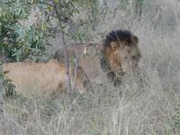 Krüger Nationalpark