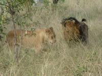 Krüger Nationalpark