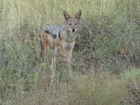 Krüger Nationalpark
