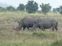 Krüger Nationalpark