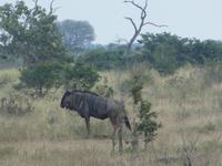 Krüger Nationalpark