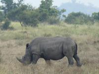 Krüger Nationalpark