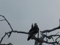 Krüger Nationalpark