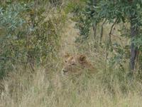 Krüger Nationalpark