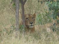 Krüger Nationalpark