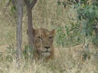 Krüger Nationalpark