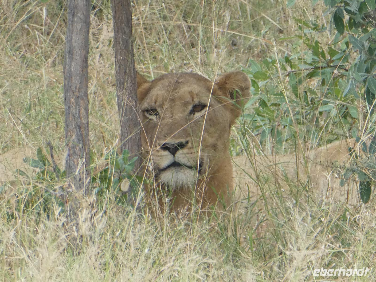 Krüger Nationalpark